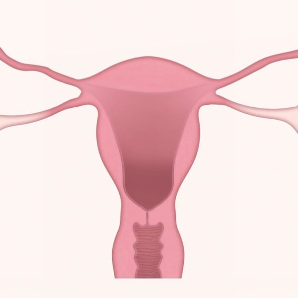 uterus, ovary, ovaries